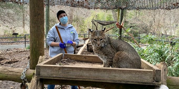 YOUR SUPPORT IS NEEDED FOR BOBCAT STUDY